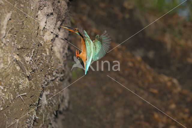 IJsvogel (Alcedo atthis)