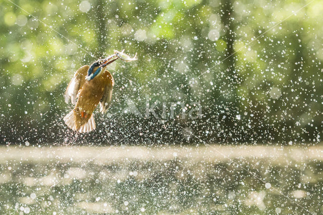 Kingfisher (Alcedo atthis)