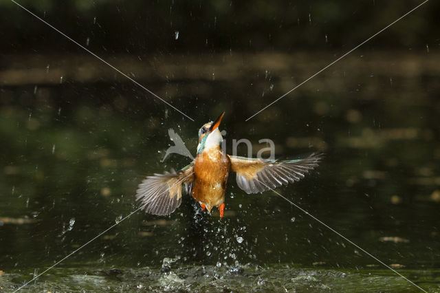 Kingfisher (Alcedo atthis)