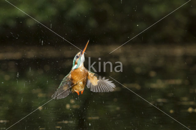 IJsvogel (Alcedo atthis)