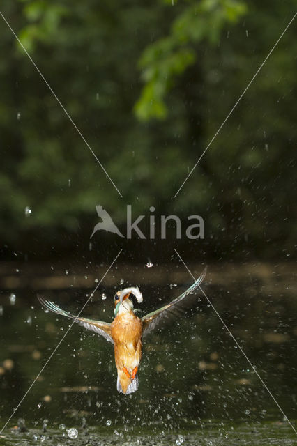 IJsvogel (Alcedo atthis)