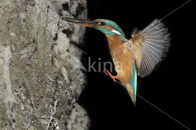 Kingfisher (Alcedo atthis)