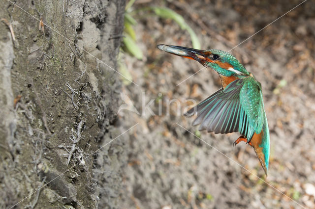 IJsvogel (Alcedo atthis)