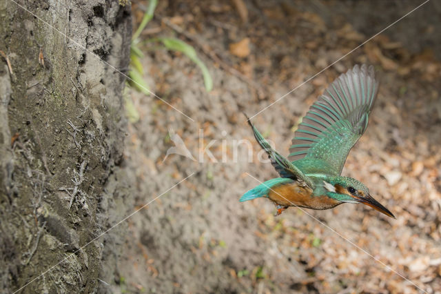 Kingfisher (Alcedo atthis)