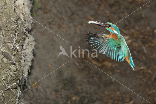 IJsvogel (Alcedo atthis)