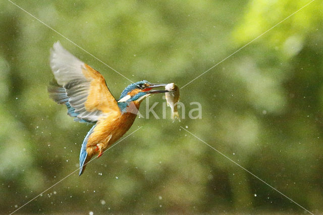 Kingfisher (Alcedo atthis)