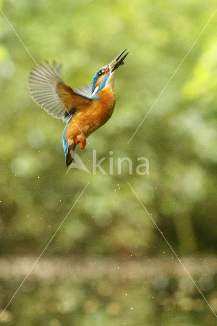 IJsvogel (Alcedo atthis)