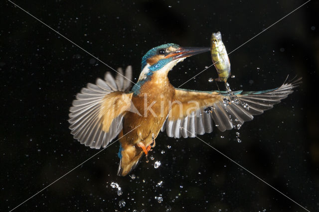 Kingfisher (Alcedo atthis)