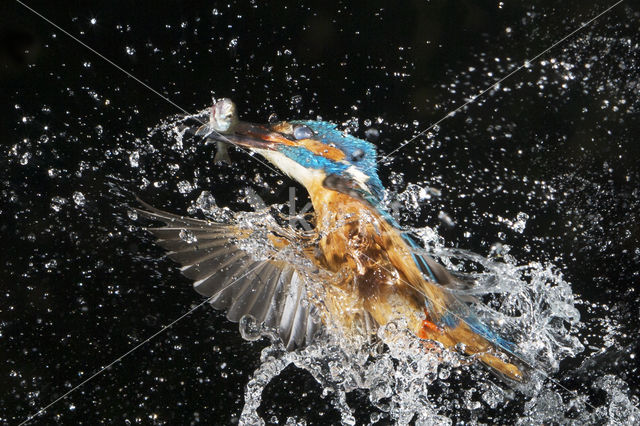 Kingfisher (Alcedo atthis)