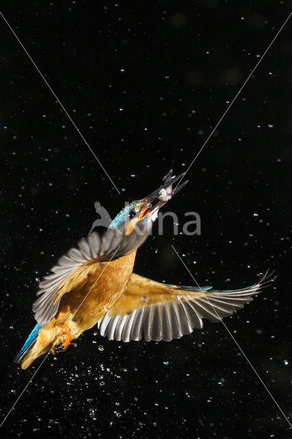 Kingfisher (Alcedo atthis)