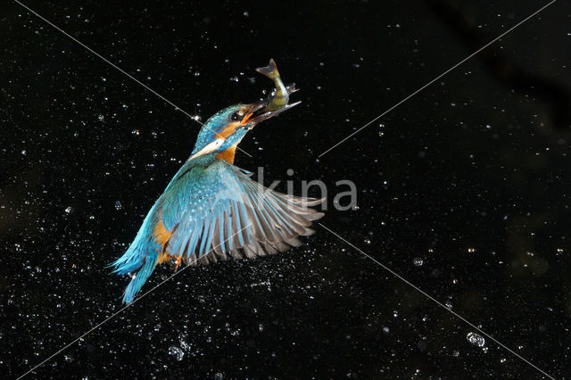 Kingfisher (Alcedo atthis)