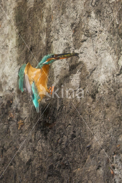 Kingfisher (Alcedo atthis)