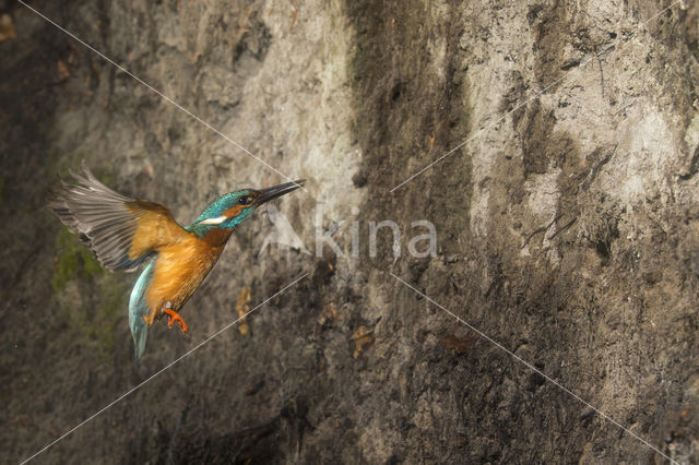 IJsvogel (Alcedo atthis)