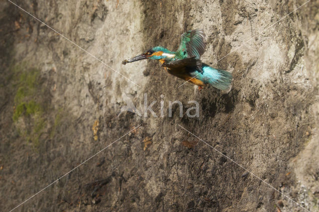 Kingfisher (Alcedo atthis)