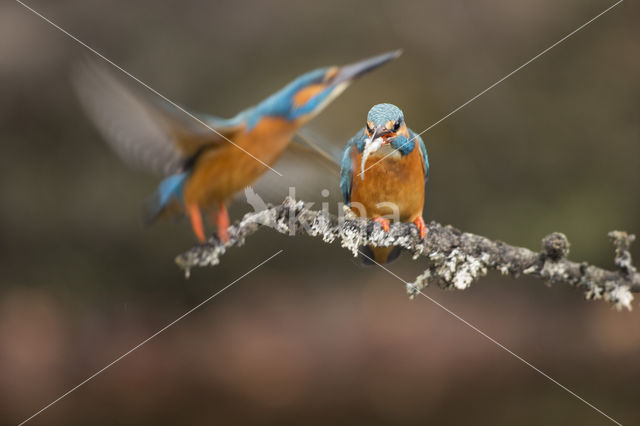 Kingfisher (Alcedo atthis)