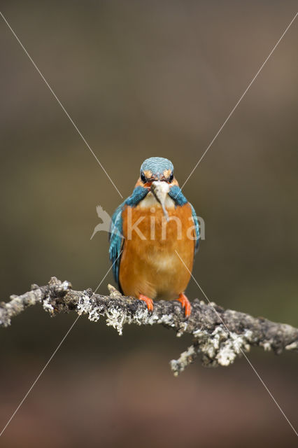 IJsvogel (Alcedo atthis)