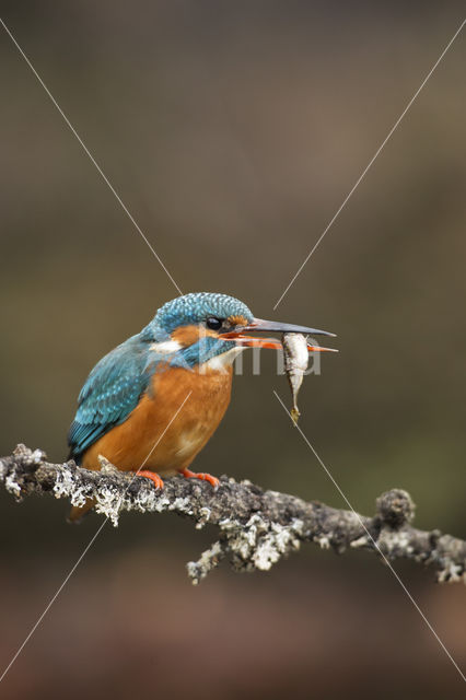 IJsvogel (Alcedo atthis)