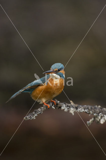 IJsvogel (Alcedo atthis)