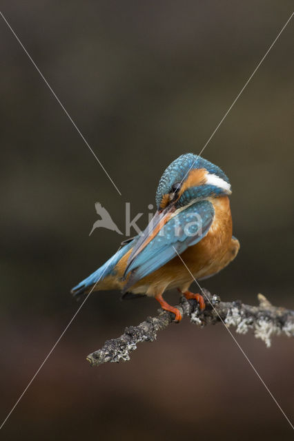 Kingfisher (Alcedo atthis)