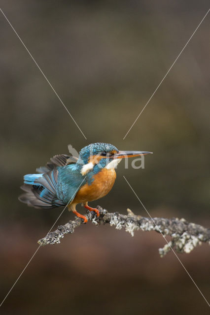 Kingfisher (Alcedo atthis)