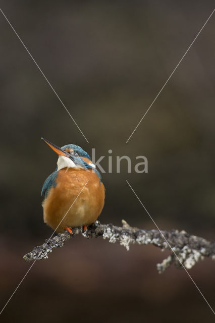 Kingfisher (Alcedo atthis)