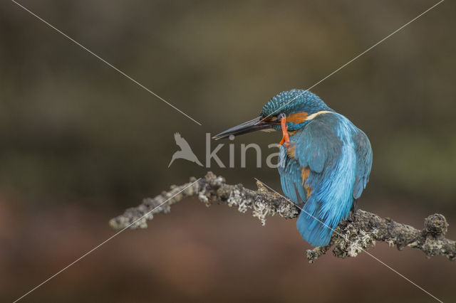 IJsvogel (Alcedo atthis)