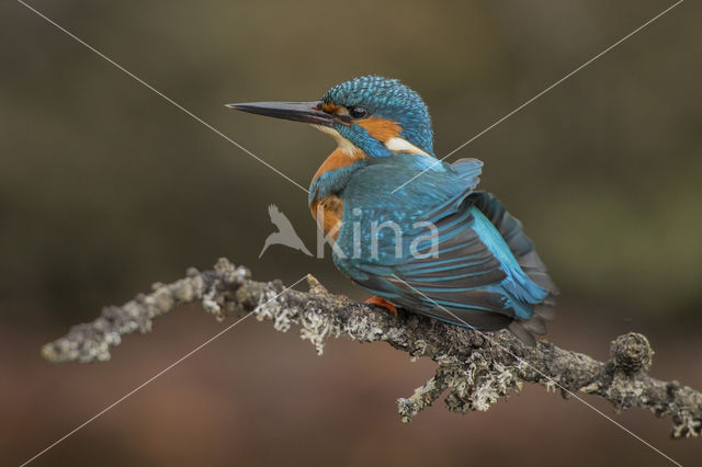 IJsvogel (Alcedo atthis)