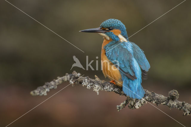 Kingfisher (Alcedo atthis)