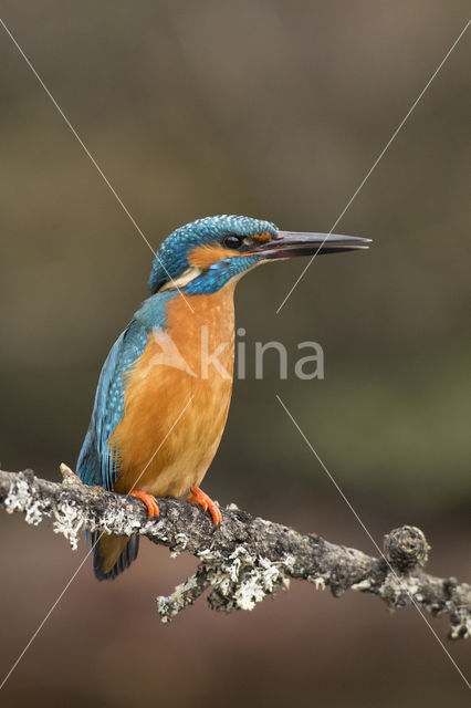 Kingfisher (Alcedo atthis)