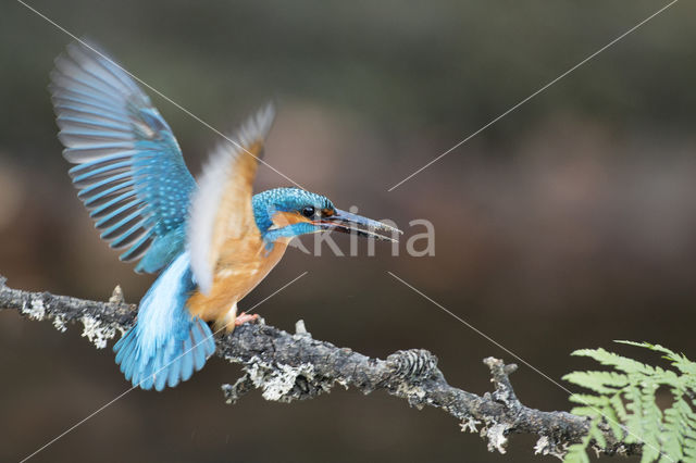 IJsvogel (Alcedo atthis)