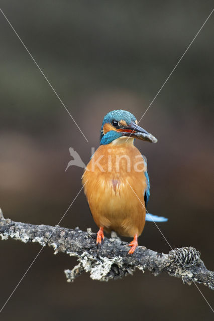 Kingfisher (Alcedo atthis)