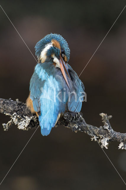 Kingfisher (Alcedo atthis)