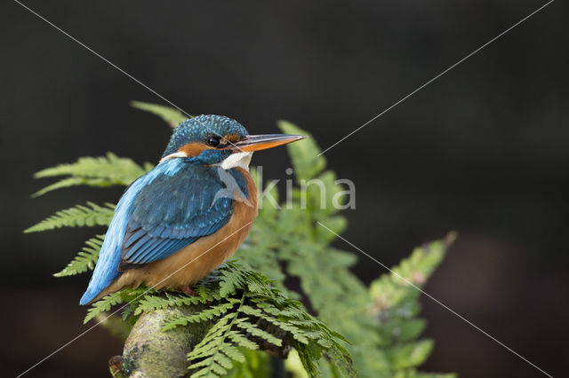 Kingfisher (Alcedo atthis)