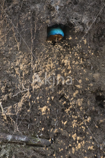 Kingfisher (Alcedo atthis)