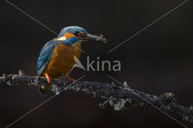 IJsvogel (Alcedo atthis)