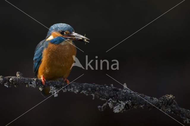 Kingfisher (Alcedo atthis)