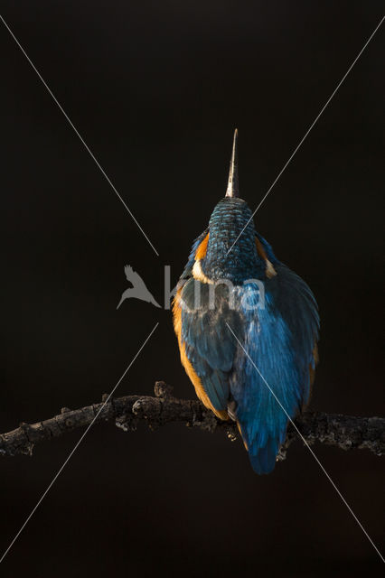 IJsvogel (Alcedo atthis)