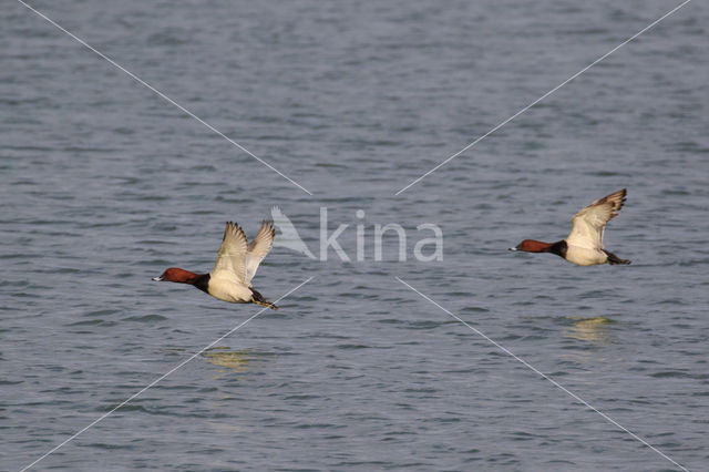 Pochard (Aythya ferina)