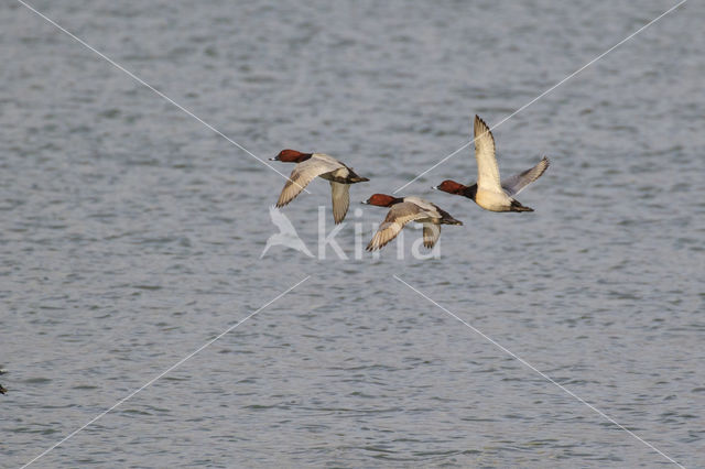 Pochard (Aythya ferina)