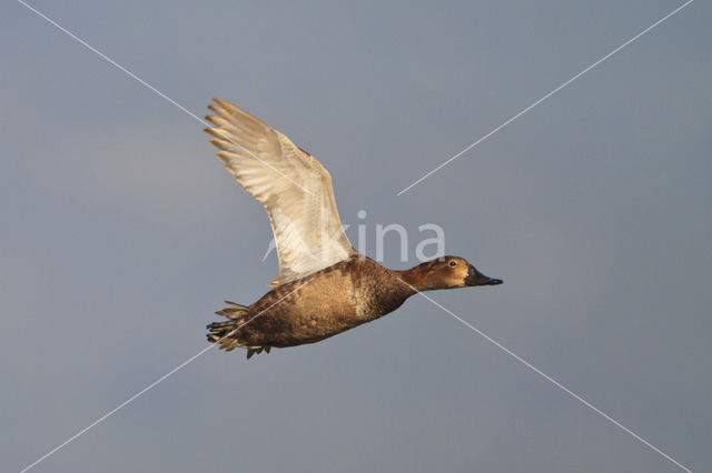 Pochard (Aythya ferina)