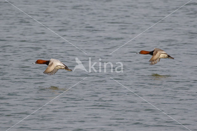 Pochard (Aythya ferina)