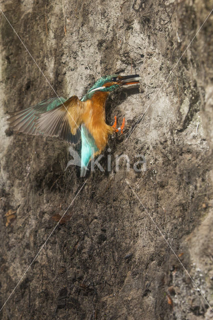 Kingfisher (Alcedo atthis)