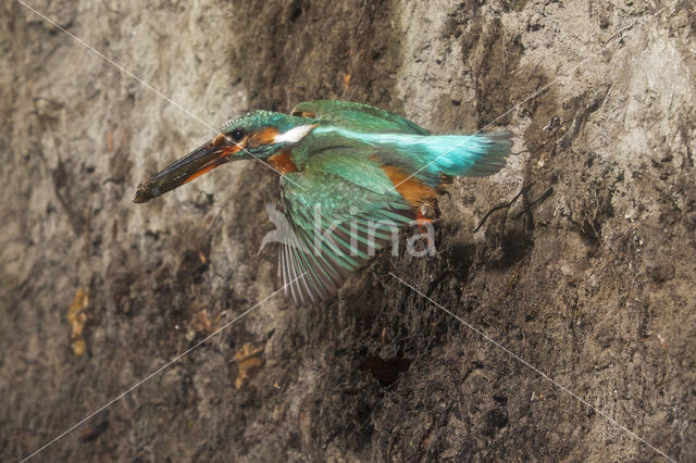 Kingfisher (Alcedo atthis)