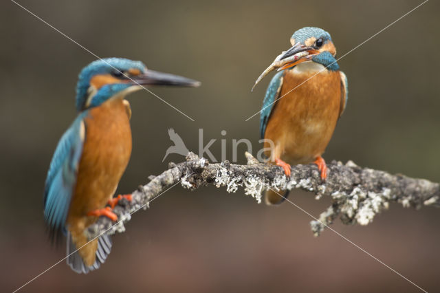 IJsvogel (Alcedo atthis)