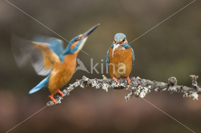 Kingfisher (Alcedo atthis)