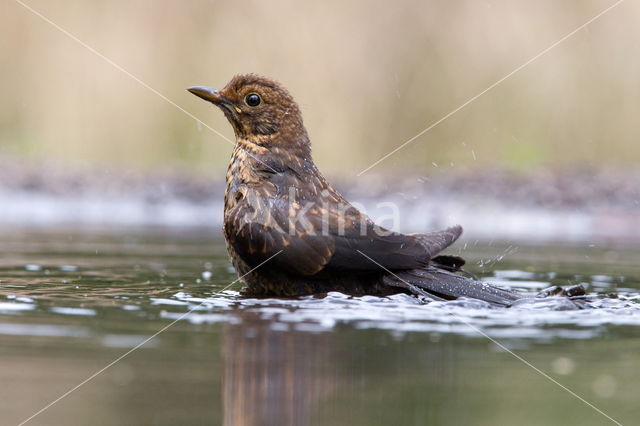 Merel (Turdus merula)