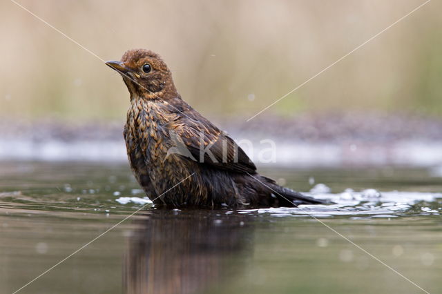 Eurasian Blackbird (Turdus merula)