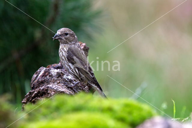 Red Crossbill (Loxia curvirostra)