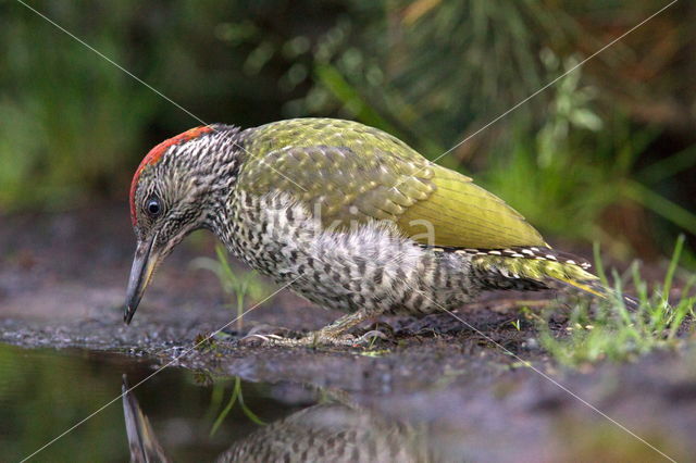 Eurasian Green Woodpecker (Picus viridis)