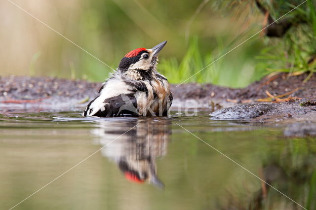 Great Spotted Woodpecker (Dendrocopos major)